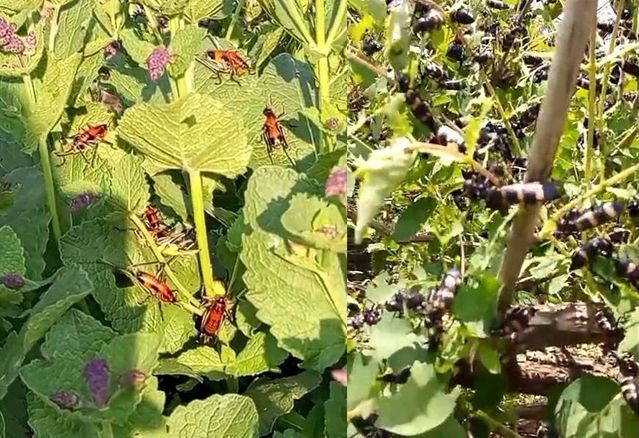 Hakkari’de Çekirge İstilası Endişe Yaratıyor