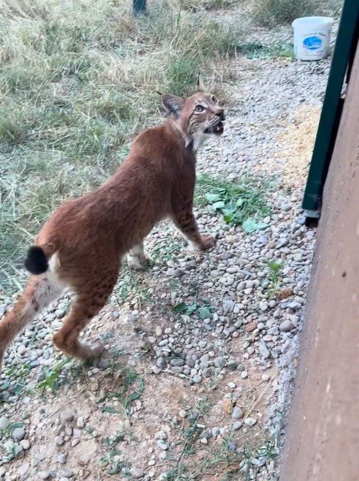 Edirne\'de Kaçak Vaşak ve Serval Kedisi Ele Geçirildi