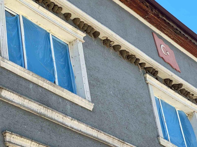 Kırlangıçların Fadıllı Mahallesi’ndeki Yuvaları