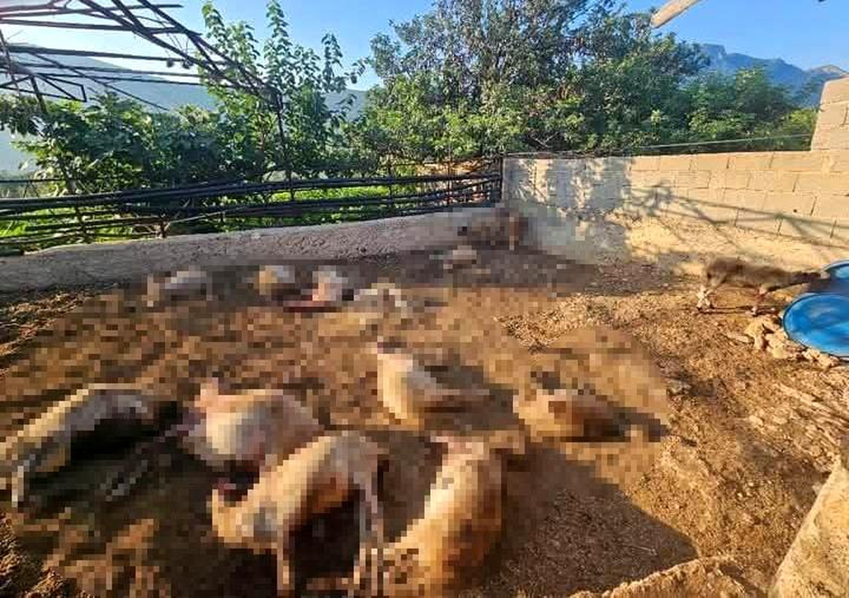 Silifke\'de Kurt Saldırısı: 29 Koyun Telef Oldu