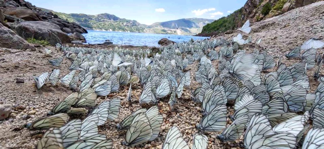 Nemrut’ta Kelebek Şöleni
