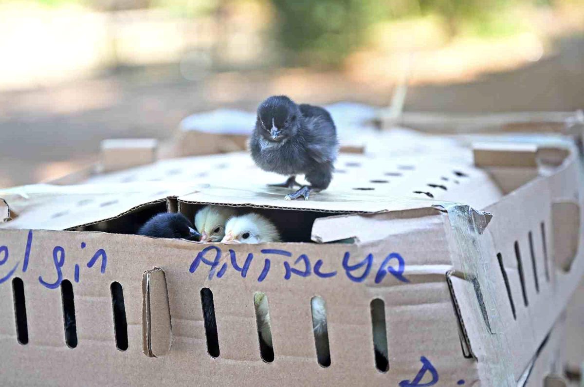 Otobüsle Bursa\'dan Antalya\'ya karton koliler ile 700 civciv gönderdiler