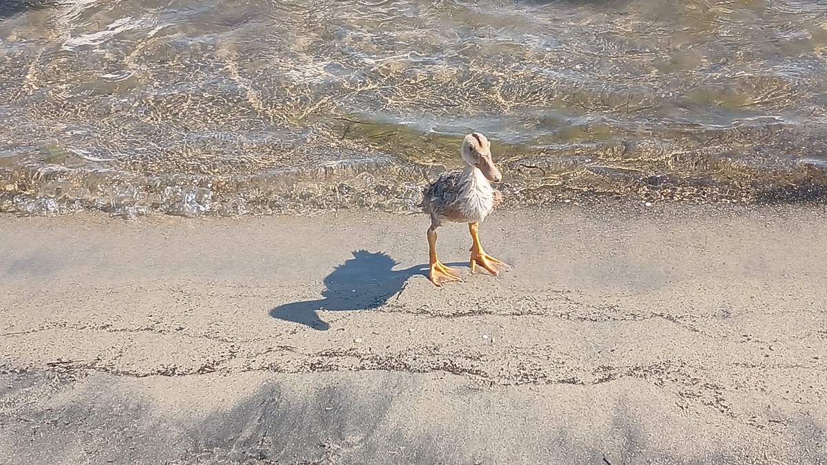 Erdek\'teki kazlar yeniden sahilde, bir ördek yavrusunu da sahiplendiler