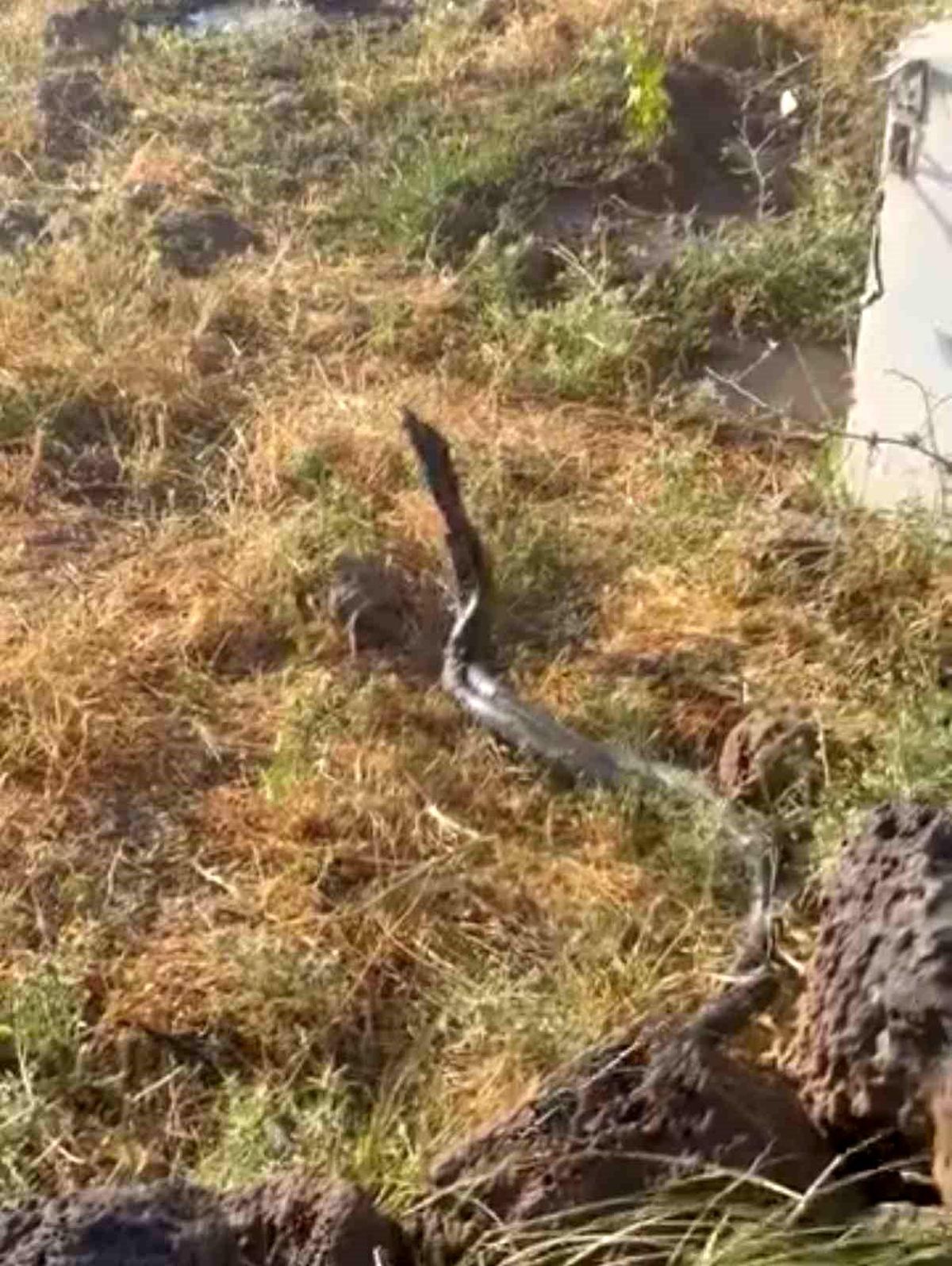 Çınar\'da Uzun Yılanlar Görüntülendi