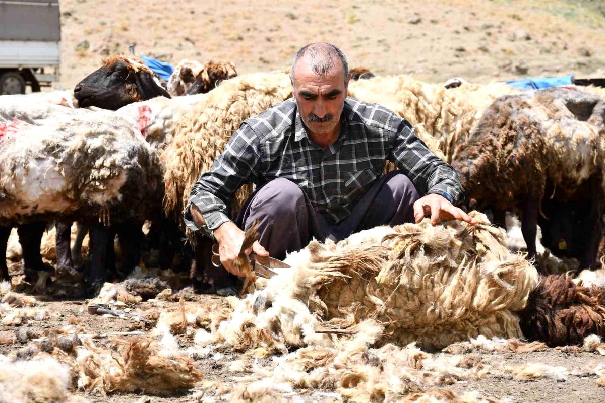 Şırnak\'ta koyun kırkma mesaisi başladı