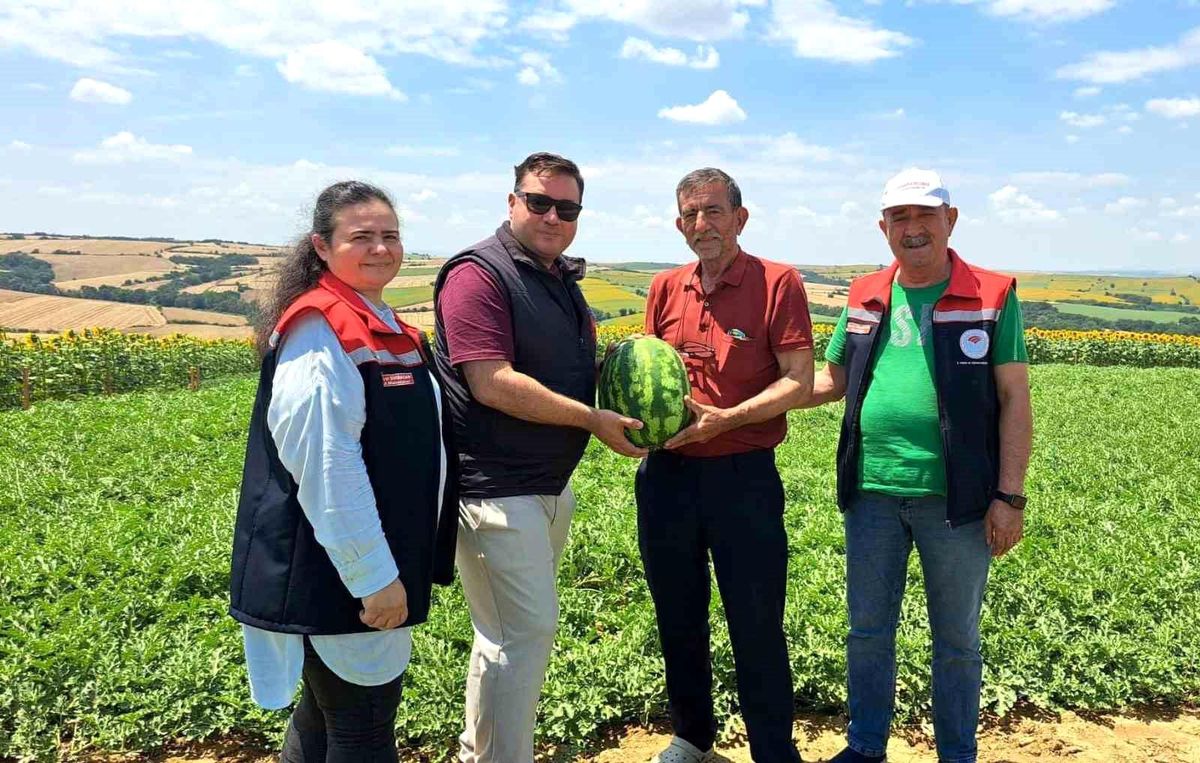 Hayrabolu\'da Karpuz Hasadı Başladı