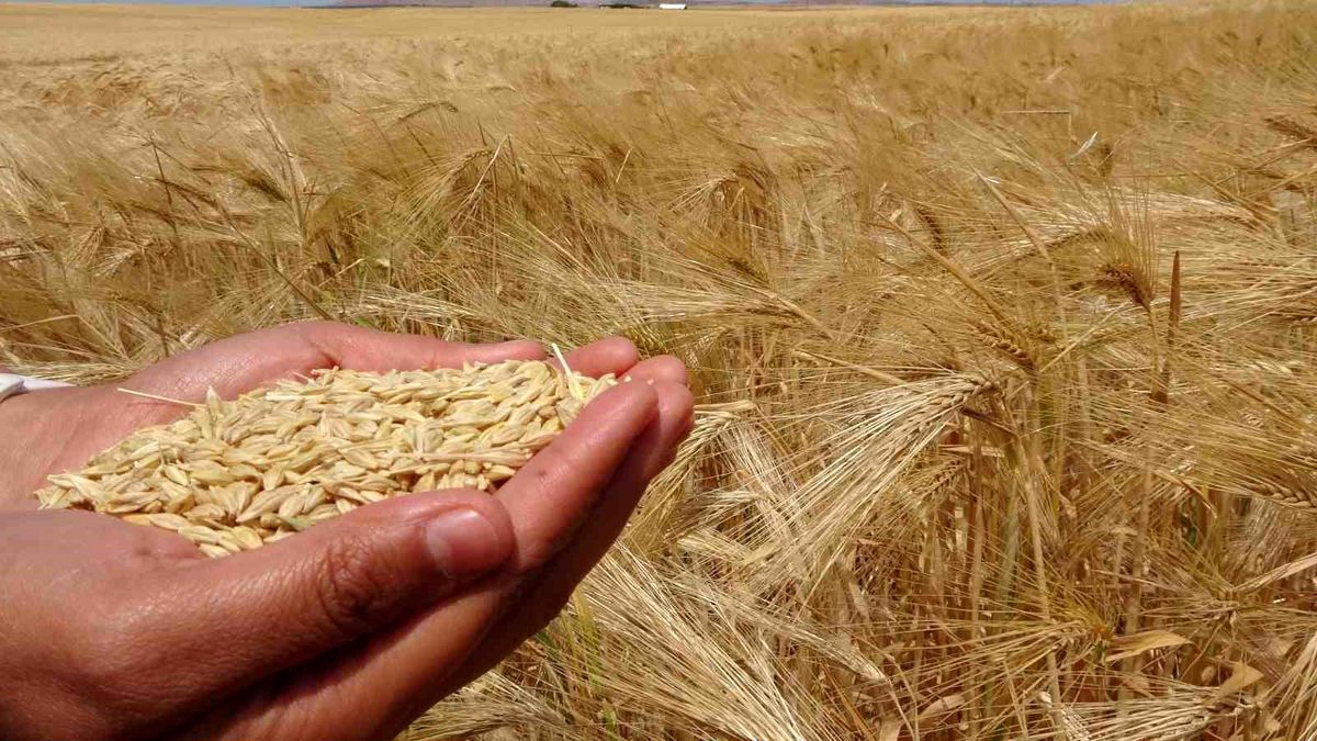 Yozgat\'ta Arpa Hasadı Yapıldı
