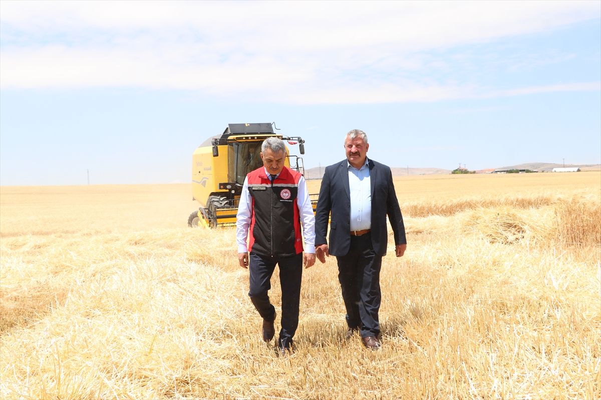 Yozgat\'ta hububat hasadı başladı