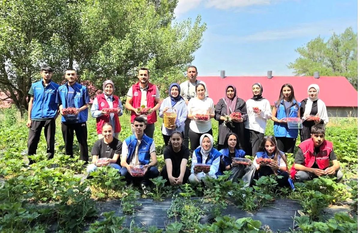 Tutak\'ta Gönüllü Çilek Hasadı