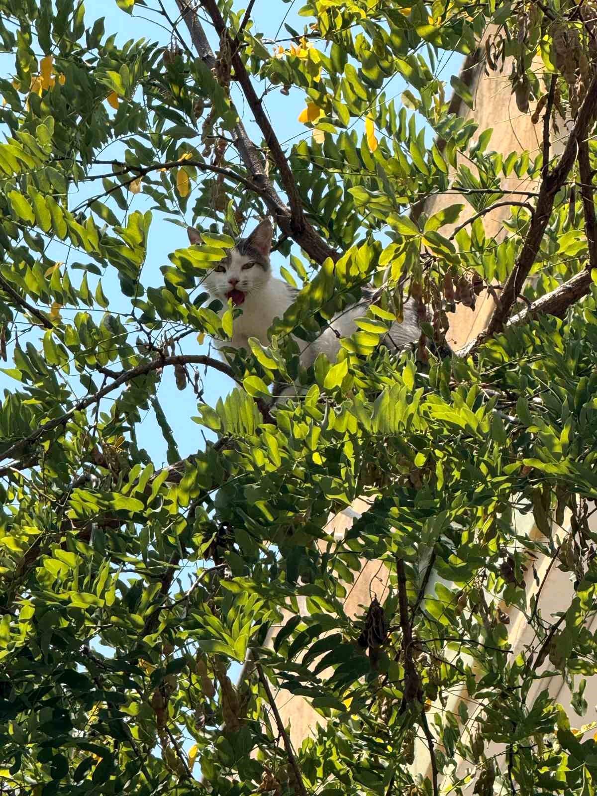 Antalya\'da ağaçtan inemeyen kedi vinç yardımıyla kurtarıldı
