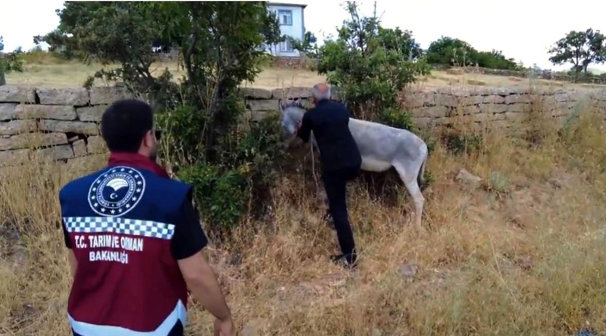 Bingöl\'de 68 başıboş hayvan toplandı