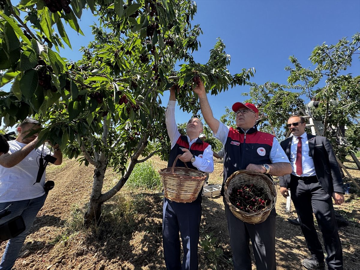 Elazığ’da Kiraz Hasadı Devam Ediyor