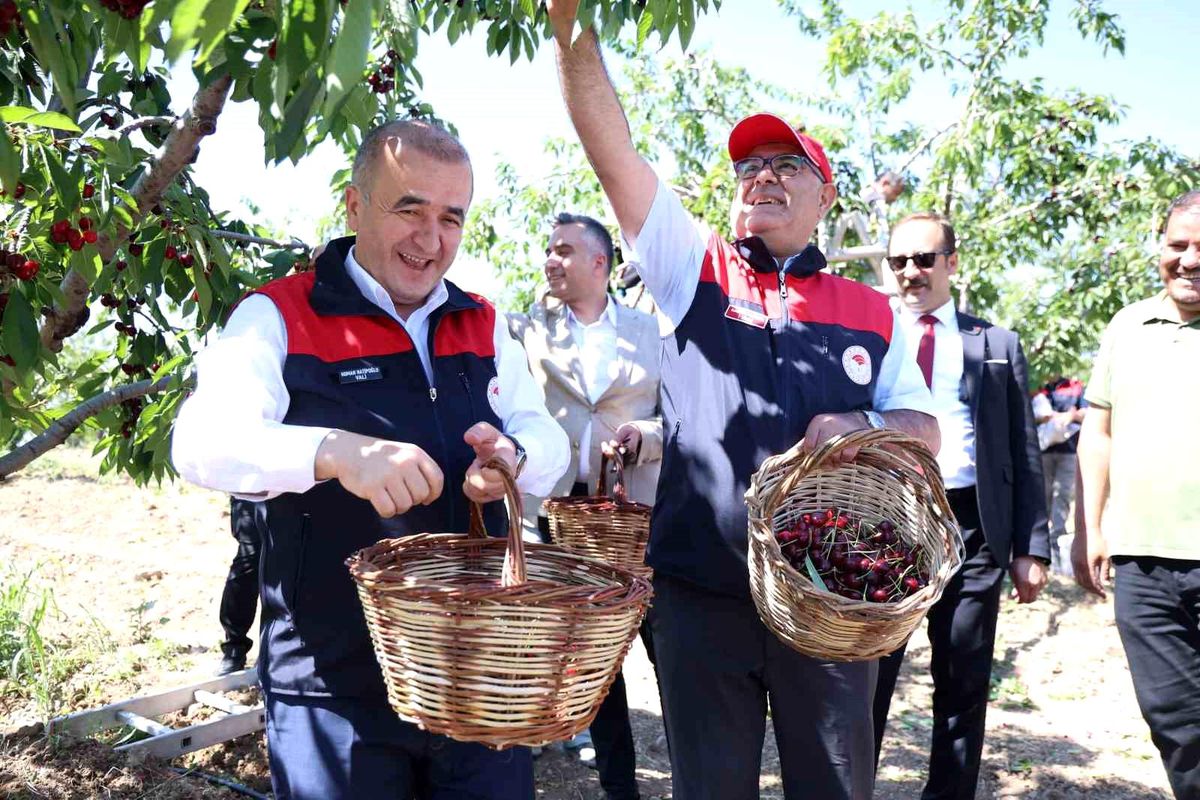 Elazığ\'da Kiraz Hasadı Başladı