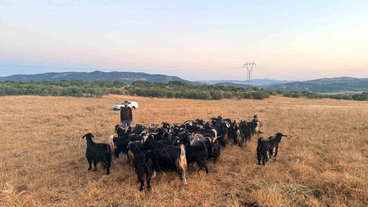 Elazığ\'da Kaybolan Keçiler 1 Saatte Bulundu