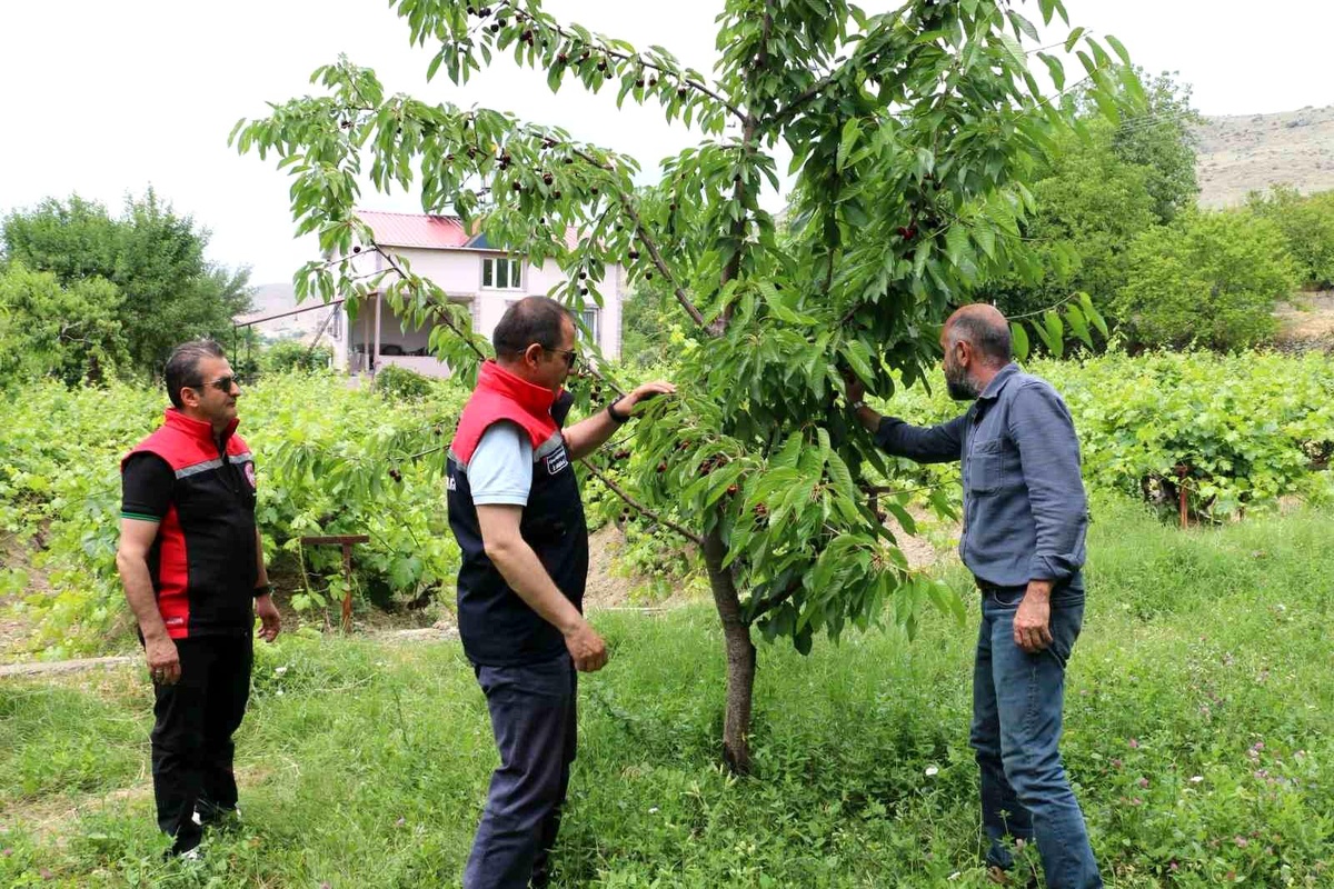 Kiraz Üretiminde Bolluk ve Bereket