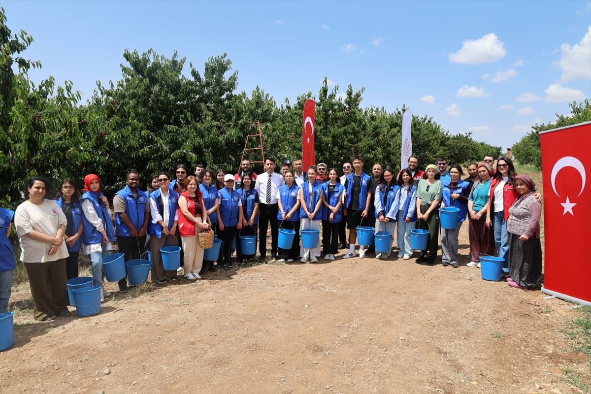 Mihalıççık\'ta Gönüllü Hasat Etkinliği