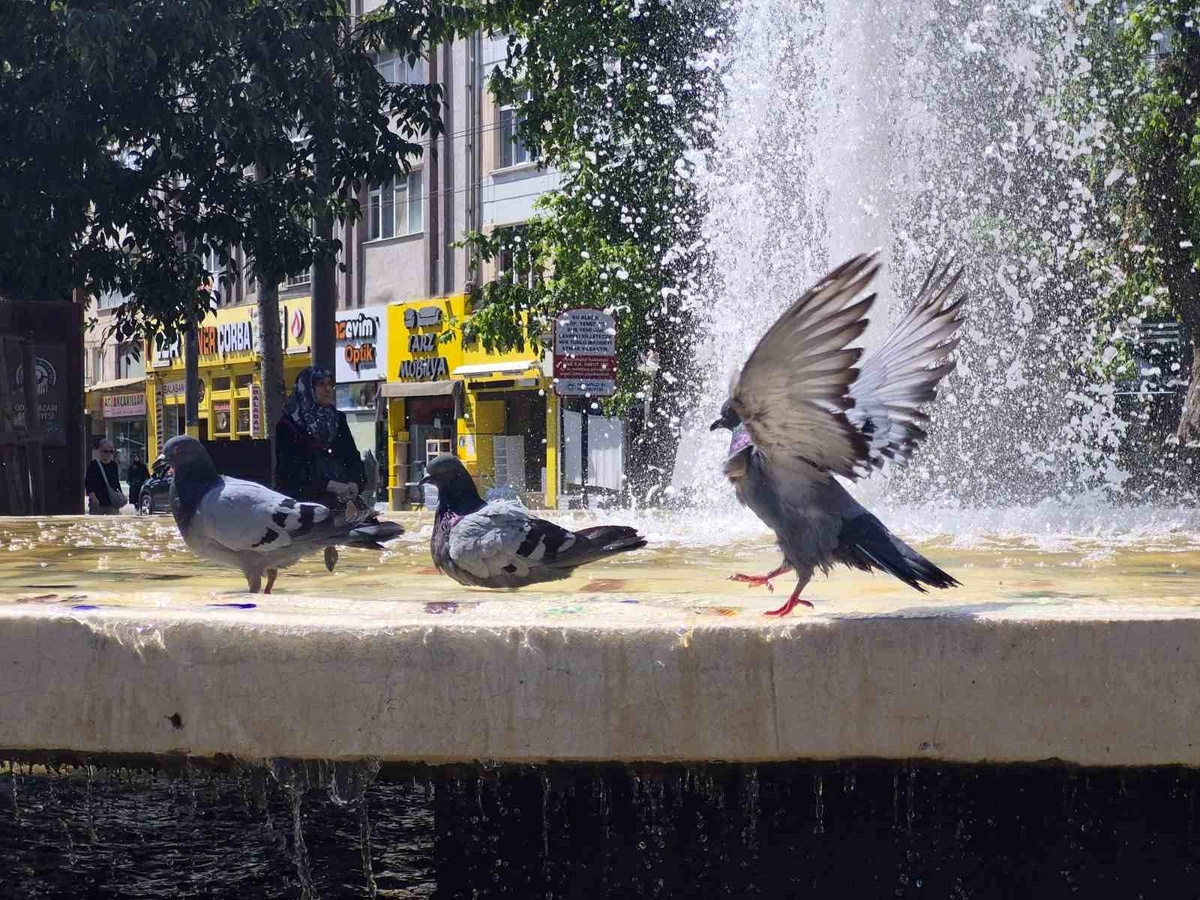Kuşlar Sıcaklarda Süs Havuzunda Serinliyor