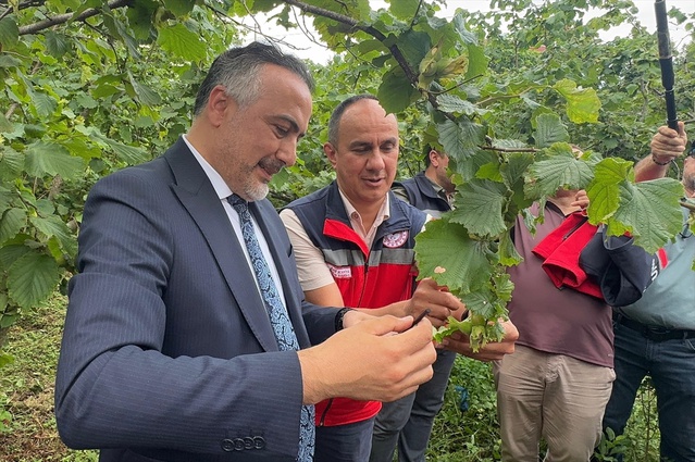 Kahverengi Kokarcaya Karşı Samuray Arısı Salınımı