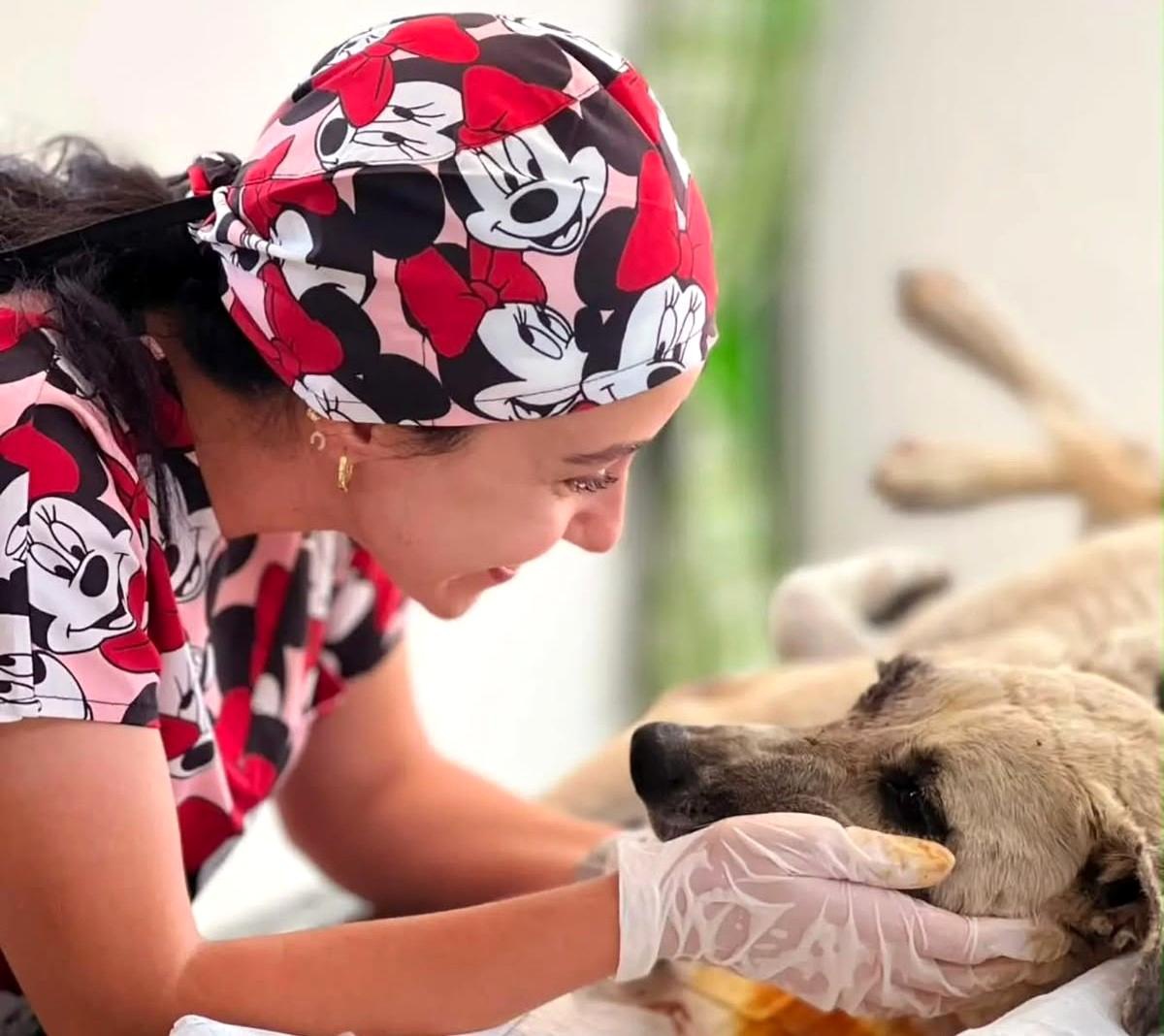 Gözüne bağ çubuğu saplanan köpek yeniden hayata tutundu