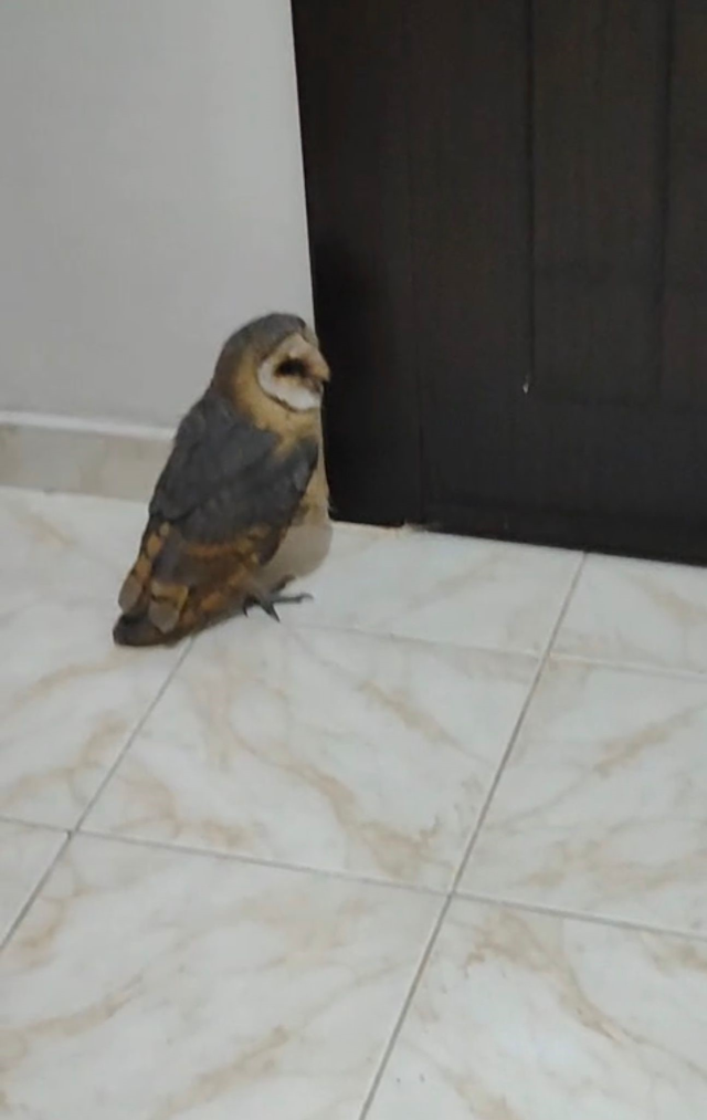 Hırsız sandı, karşısına baykuş çıktı