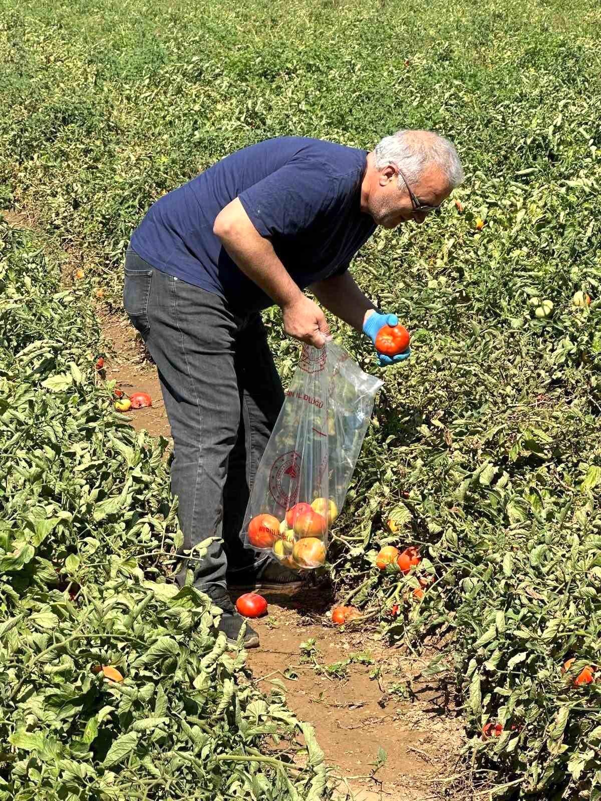 Köşk\'te Domateslerde İlaç Kalıntısı Kontrolü