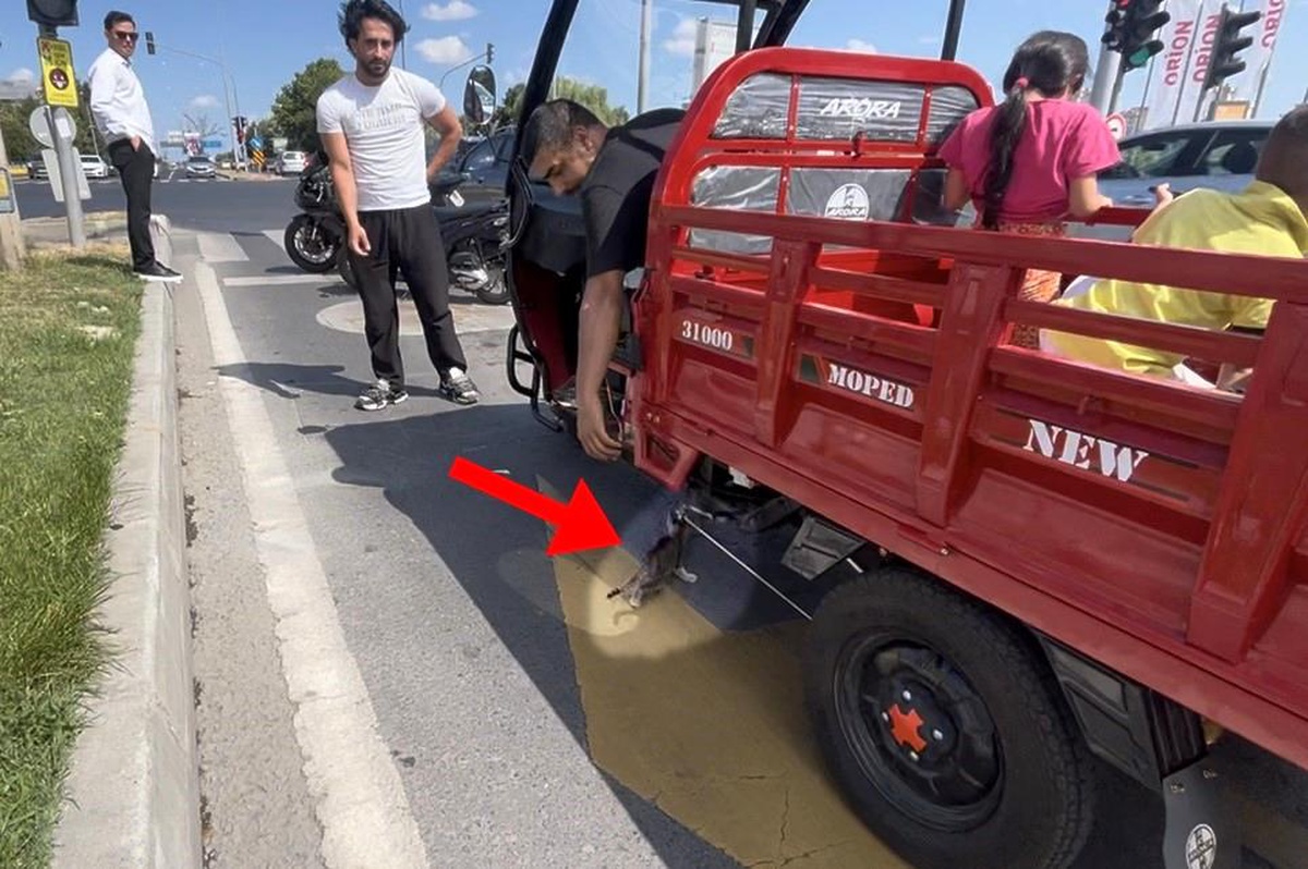 Yavru Kedi Zor Anlar Yaşadı