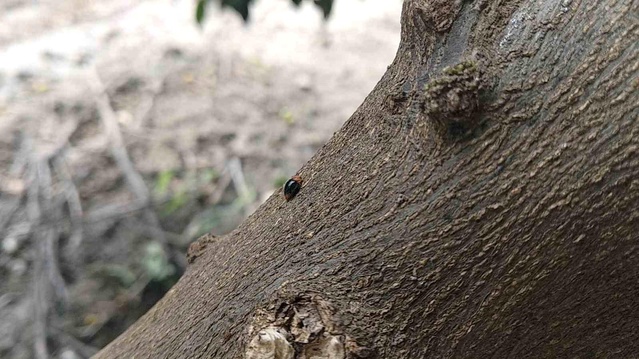 Kozan’da Biyolojik Mücadele İle Narenciye Korunuyor