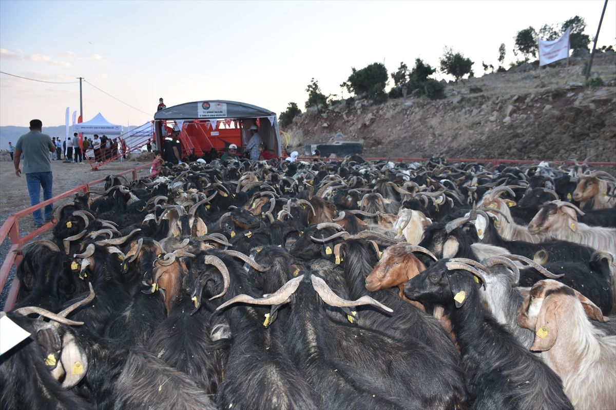 Şırnak\'ta 600 Bin Hayvan Kontrol Altında