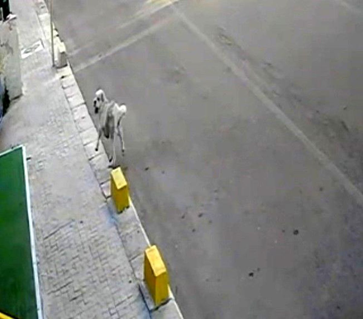 Tekirdağ\'da mahallenin maskotu Yumak\'a araba çarptı