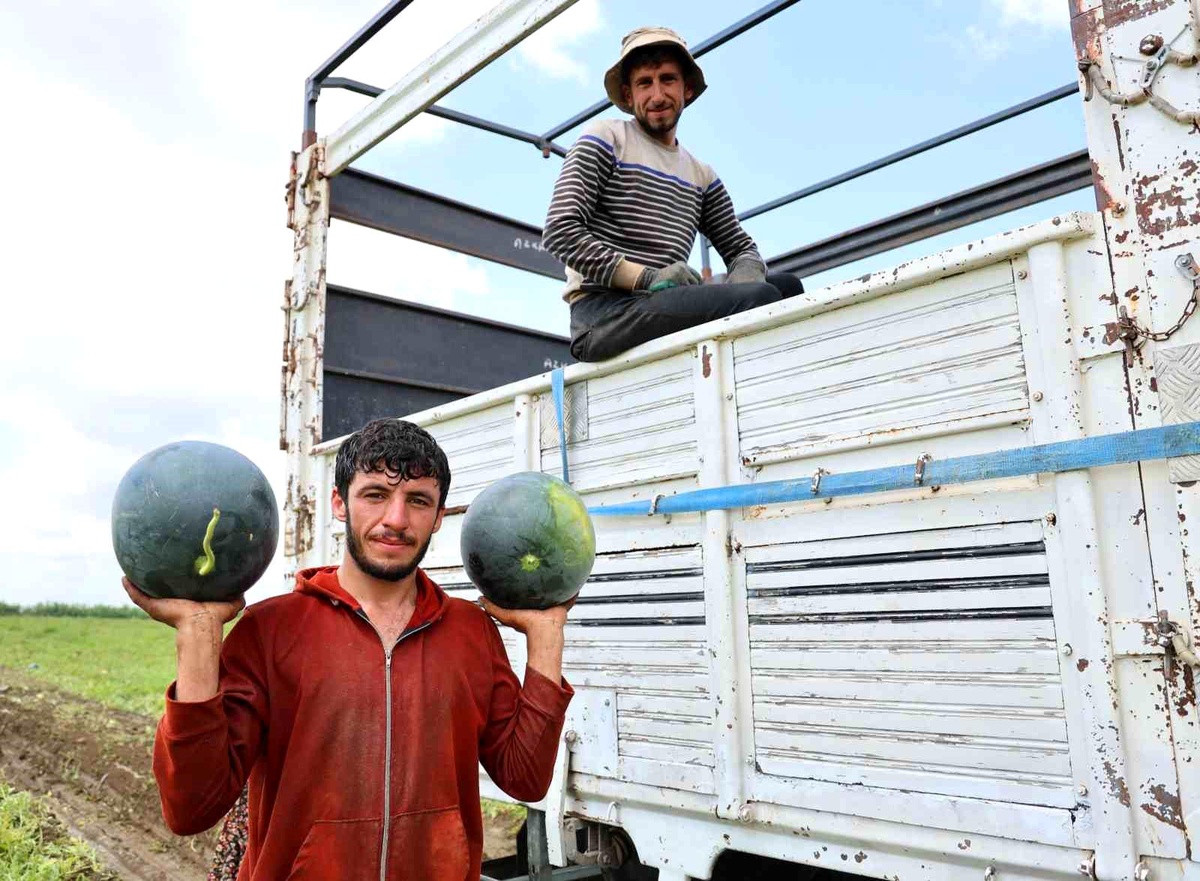 Adana Karpuz Hasadında Son Aşama