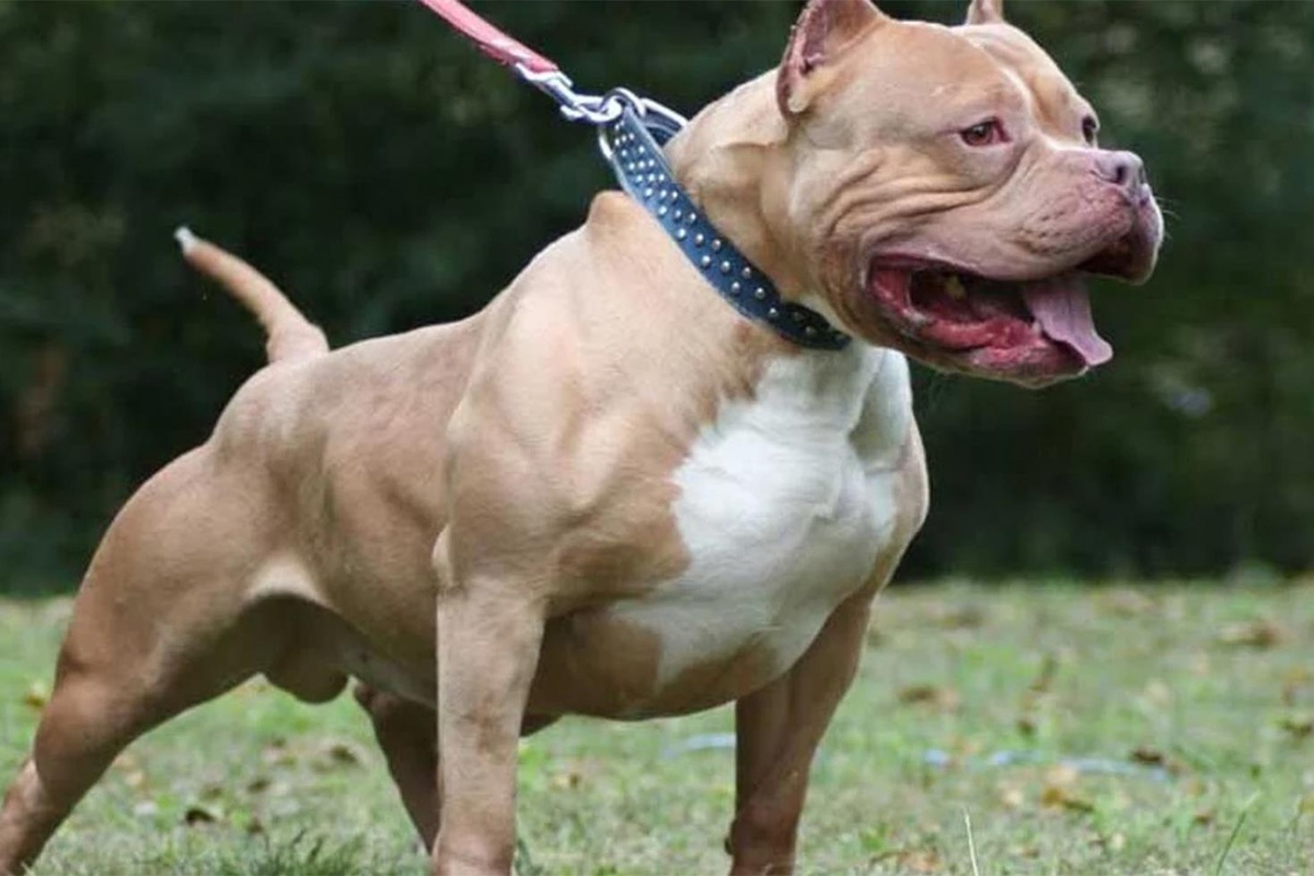 Almanya\'da pitbull saldırısı: 4 yaşındaki kız hayatını kaybetti