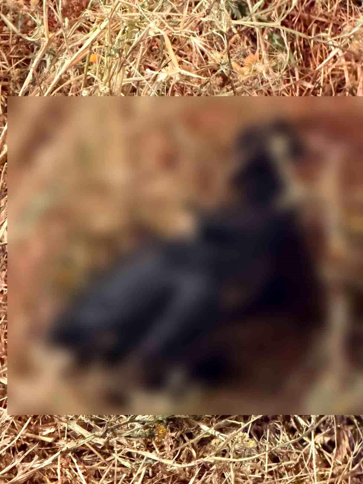 Adıyaman\'da Anız Yangını: Hayvanlar Telef Oldu