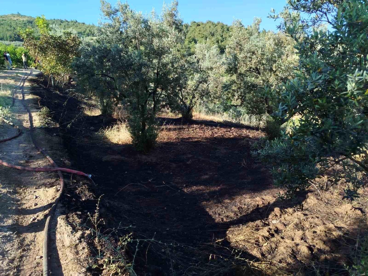 Bilecik\'te Zeytin Tarlasında Yangın Kontrol Altına Alındı