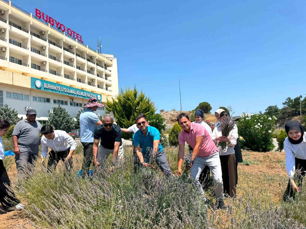 Burhaniye\'de "Lavanta Kokulu Okul" da hasat heyecanı