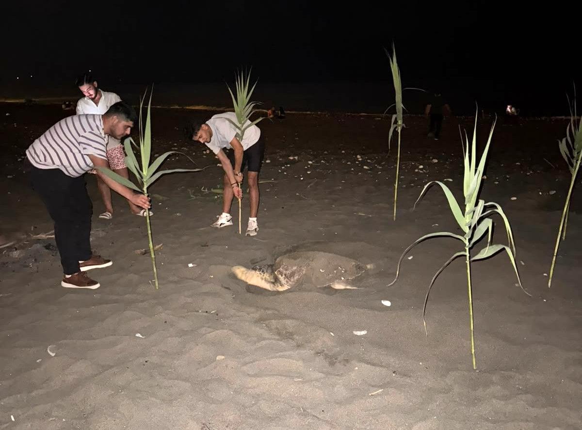 Erdemli\'de Caretta Caretta Yuva Yaptı