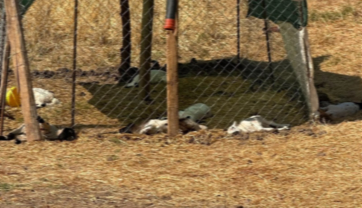 Diyarbakır\'da başıboş köpekler 15 kuzuyu telef etti