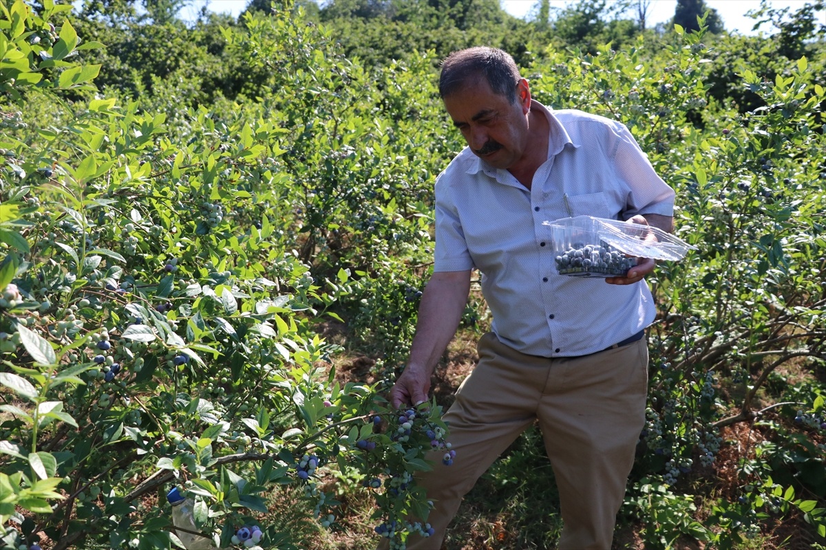Emekli Maden İşçisi Yaban Mersini Üreticisi Oldu