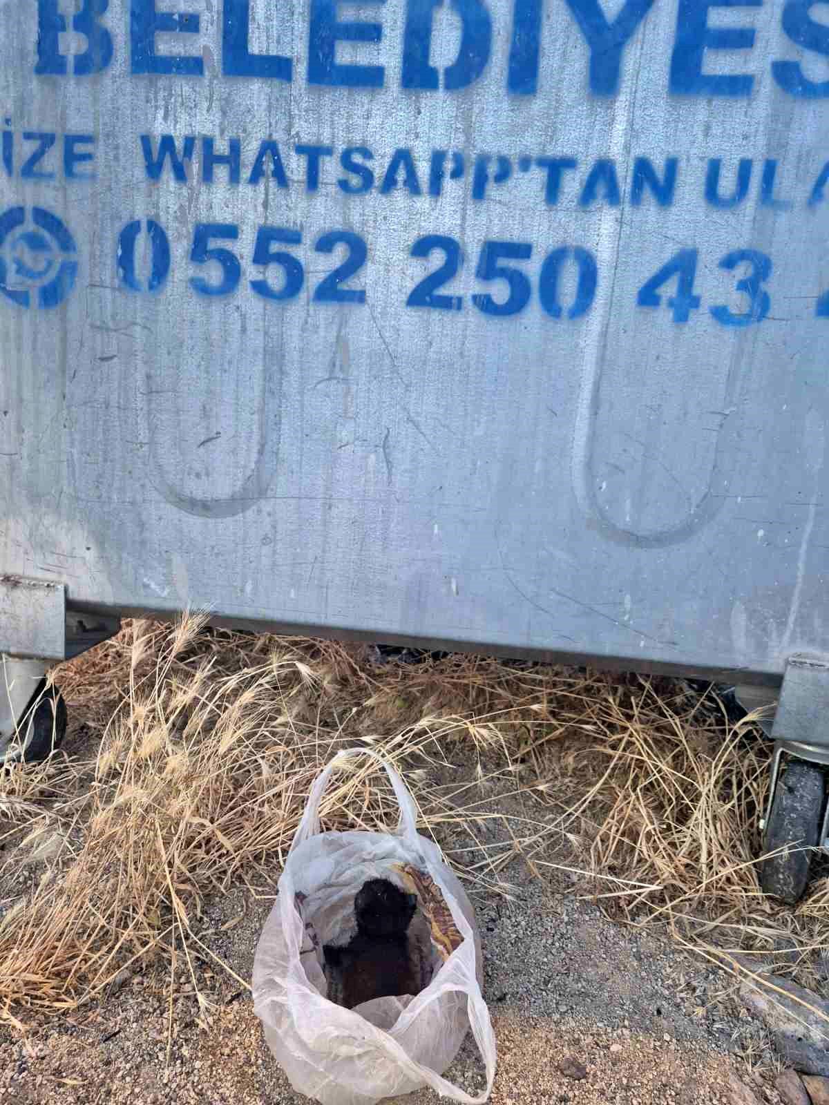Eskişehir\'de Yavru Kedi Kurtarıldı