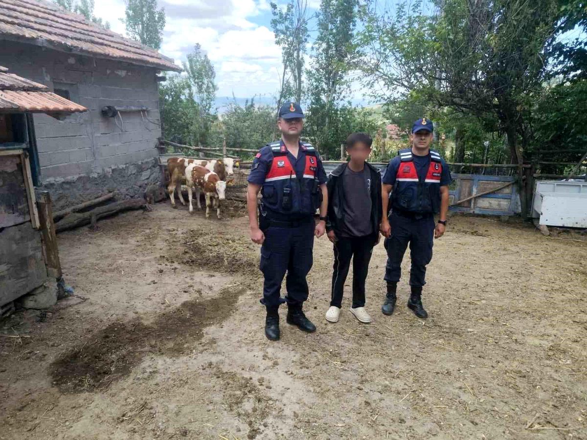 Kaybolan Hayvanlar Jandarma Tarafından Bulundu