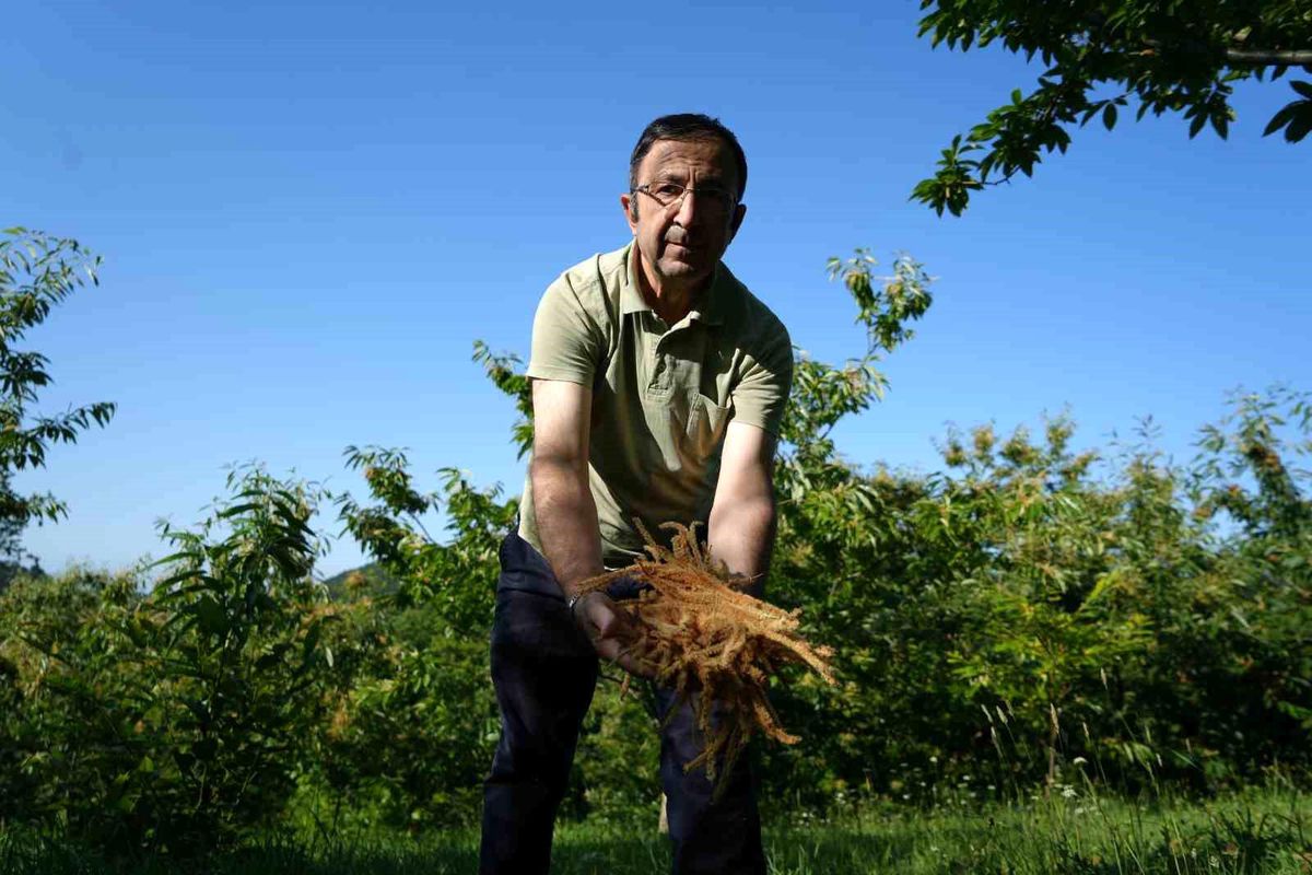 Kestane Çiçekleri Çaya Dönüştürüldü