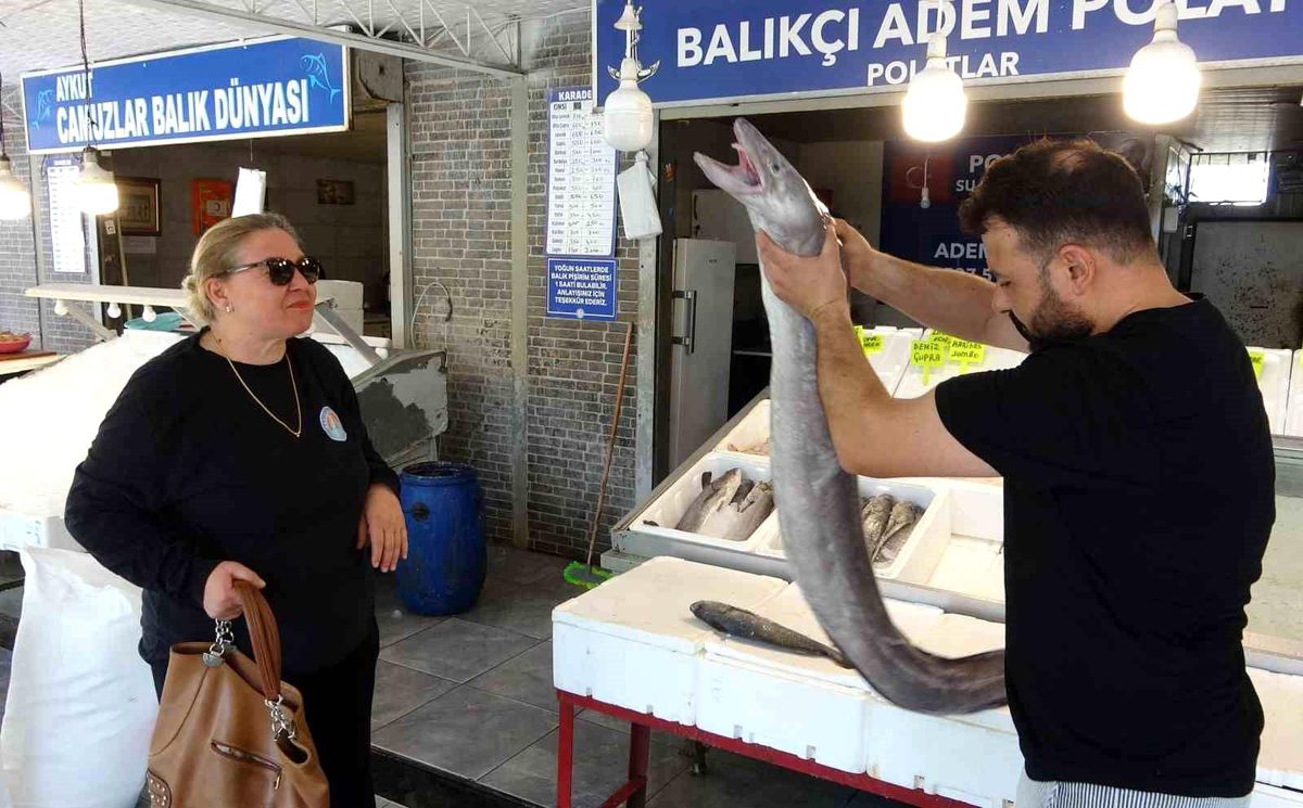 Dev Yılan Balığı Mersin\'de İlgi Odağı