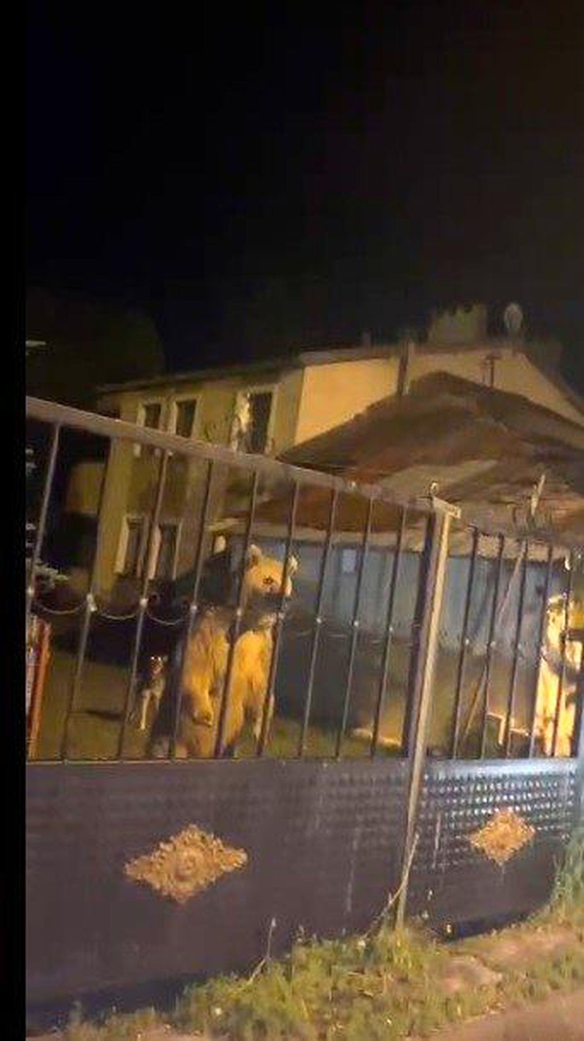 Boz Ayı Ailesi Ev Bahçesinde Konakladı