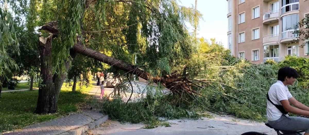Şiddetli rüzgar parktaki ağacı devirdi