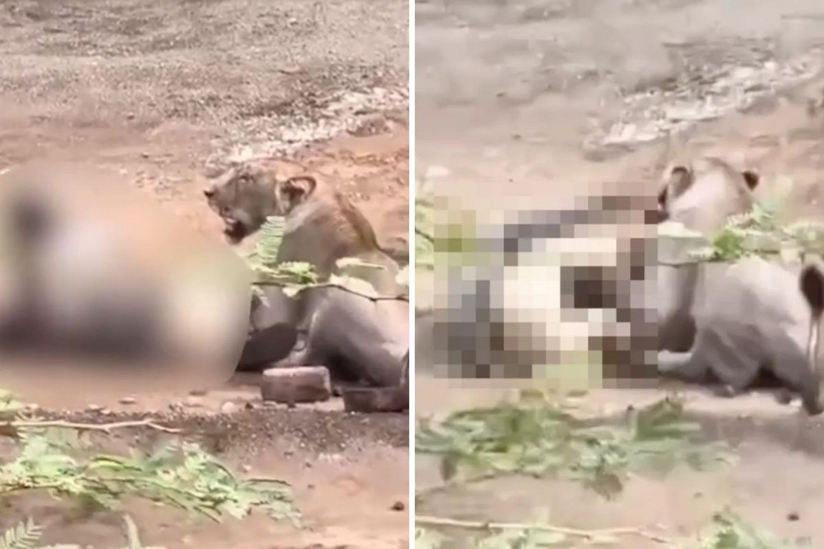 Vahşi saldırı kamerada! Dişi aslanın saldırısına uğrayan çoban ağır yaralandı