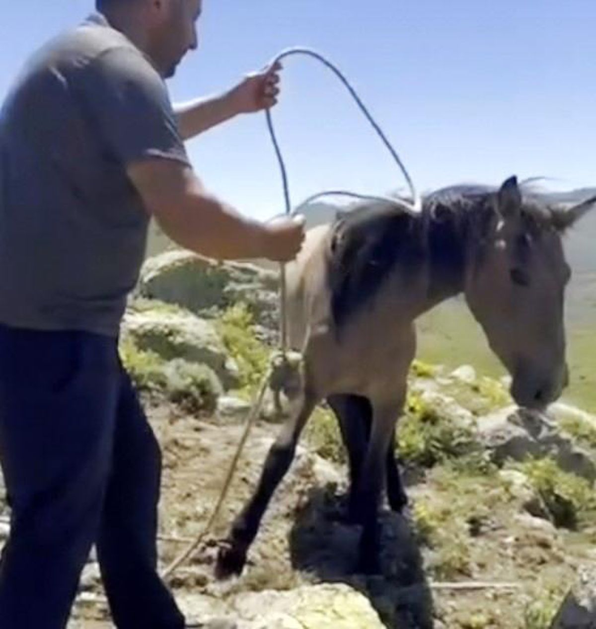 Yılkı Atları Kaçak Avcılara Karşı Kurtarıldı