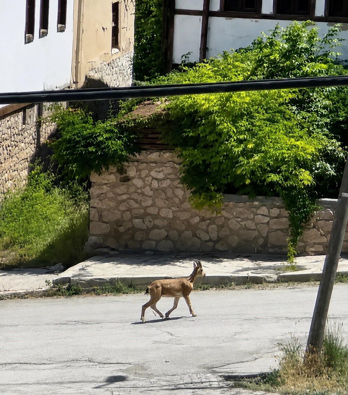 Kemah\'ta Dağ Keçisi Sokaklarda