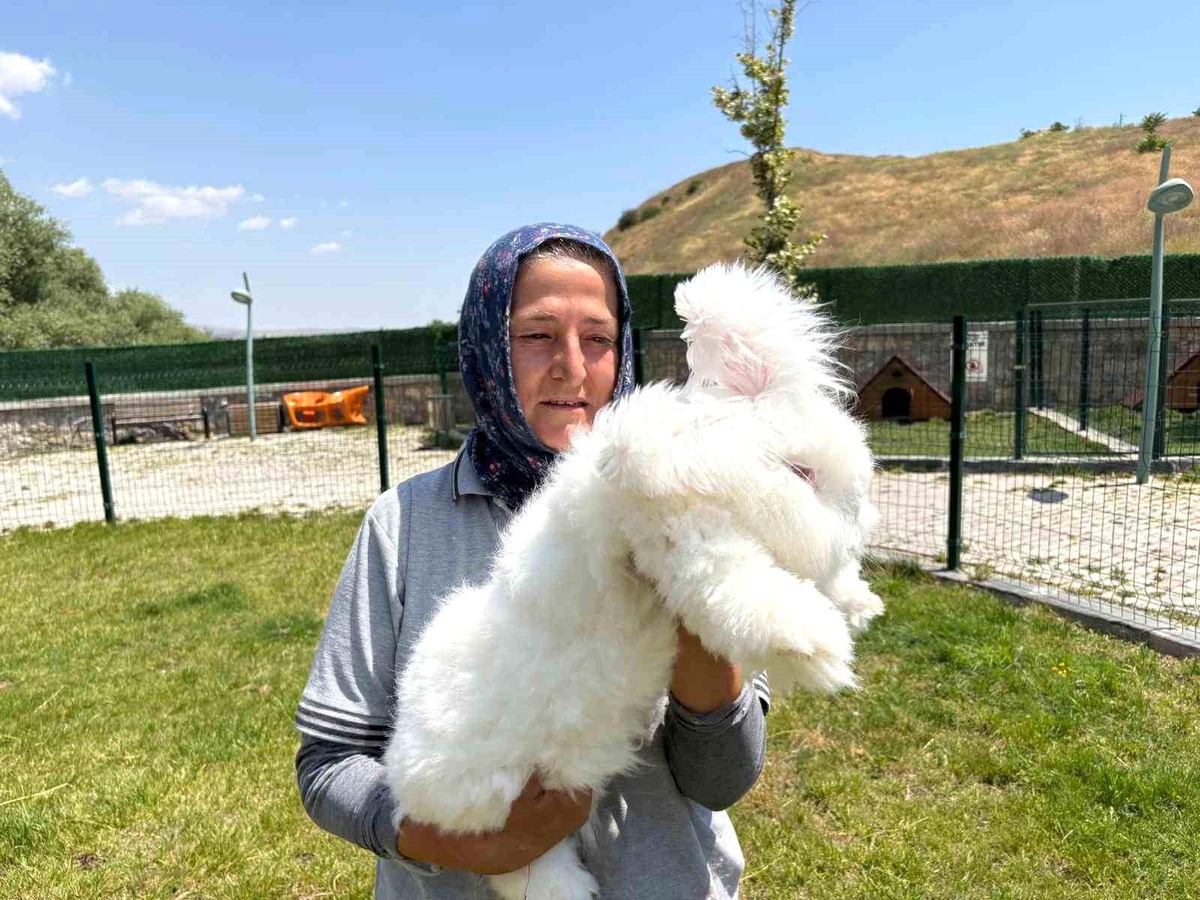 Ankara tavşanları yeniden hayat buldu: Hedef, üretim ve kadın istihdamı