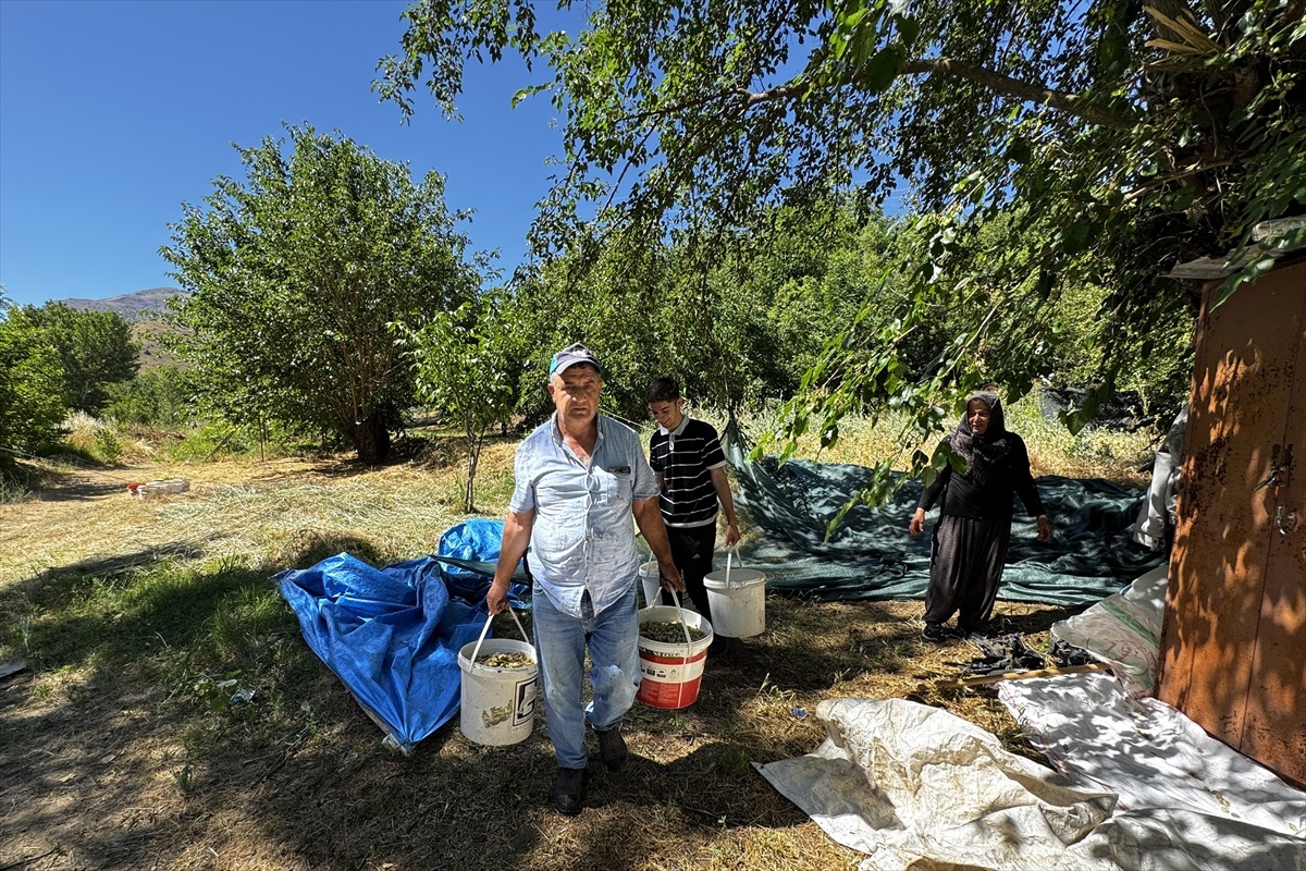 Soğanlı\'da Asırlık Dut Ağaçlarından Geçim Kaynağı: Pekmez