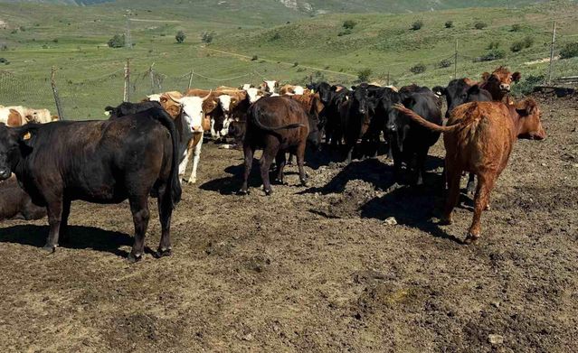 Aydıntepe’ye Besilik Sığır İthalatı