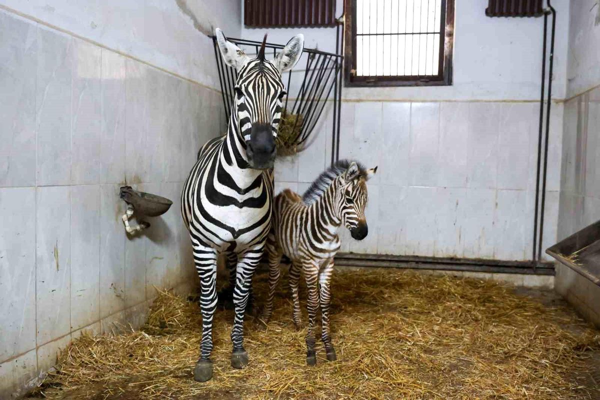 Bursa Hayvanat Bahçesi\'nde zebra ailesi büyüyor